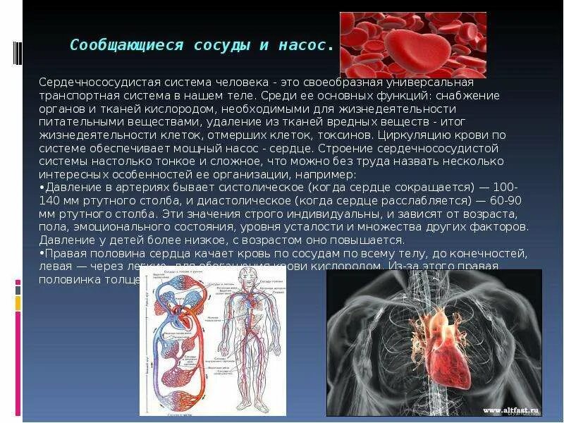 Сердце кровь сколько литров. Сердце качает кровь как насос. Кровь качает сердце а легкие. Как сердце качает кровь кратко. Сердечко прокачивать кровь.