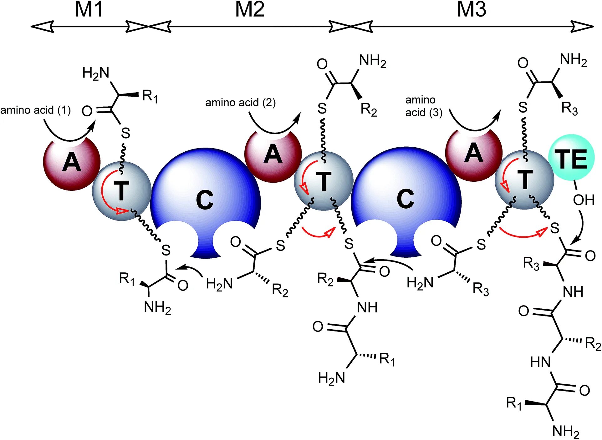 С реакт белок. Structure 20 Amino acid. Amino acids. Acid аминокислота. Aminoasit.