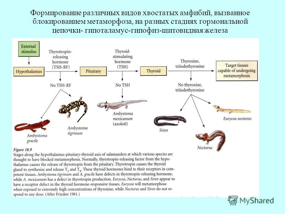 Значение развития с превращением. Преимущества прямого развития. Типы развития насекомых схема. Типы превращения насекомых. Цикл развития насекомых с полным и неполным превращением.