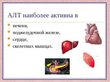 Алт печени