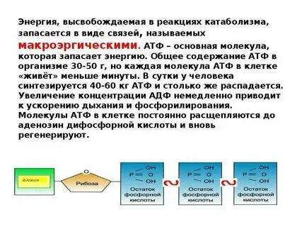 Энергия запасается в молекулах атф какой обмен