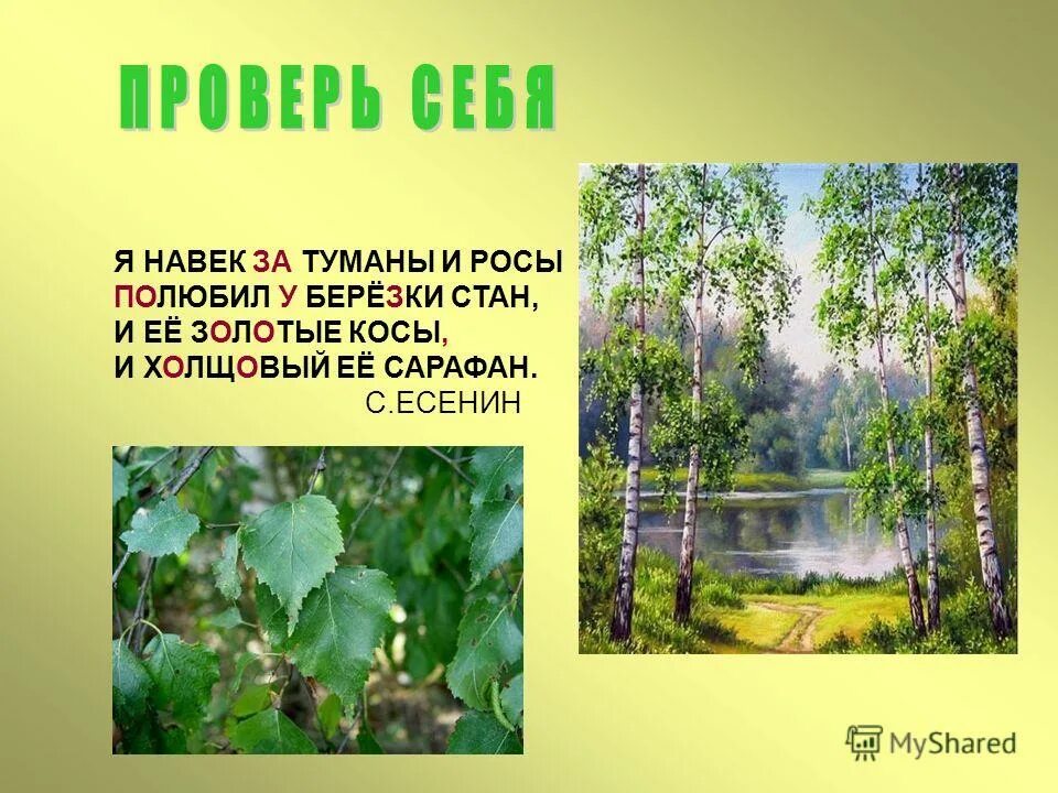 Я навек за туманы и росы. И росы полюбил у Березки стан. Стихи Есенина о Березе я навек за туманы и росы полюбил у Березки. Стих стихи о берёзе я навек за туманы и росы. Я навек за туманы и росы полюбил