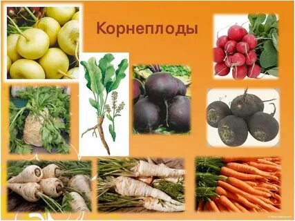 Овощи это растения