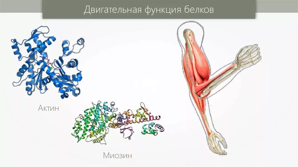 Белки выполняющие двигательную функцию. Моторная двигательная функция белков. Двигательная функция белка. Моторная функция белка. Двигательная функция белков примеры белков.