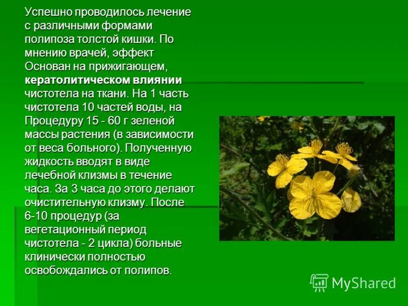 Чистотел. Чистотел химический. Чистотел большой (chelidonium majus l. Хим состав чистотела. Чистотел лечебные свойства.