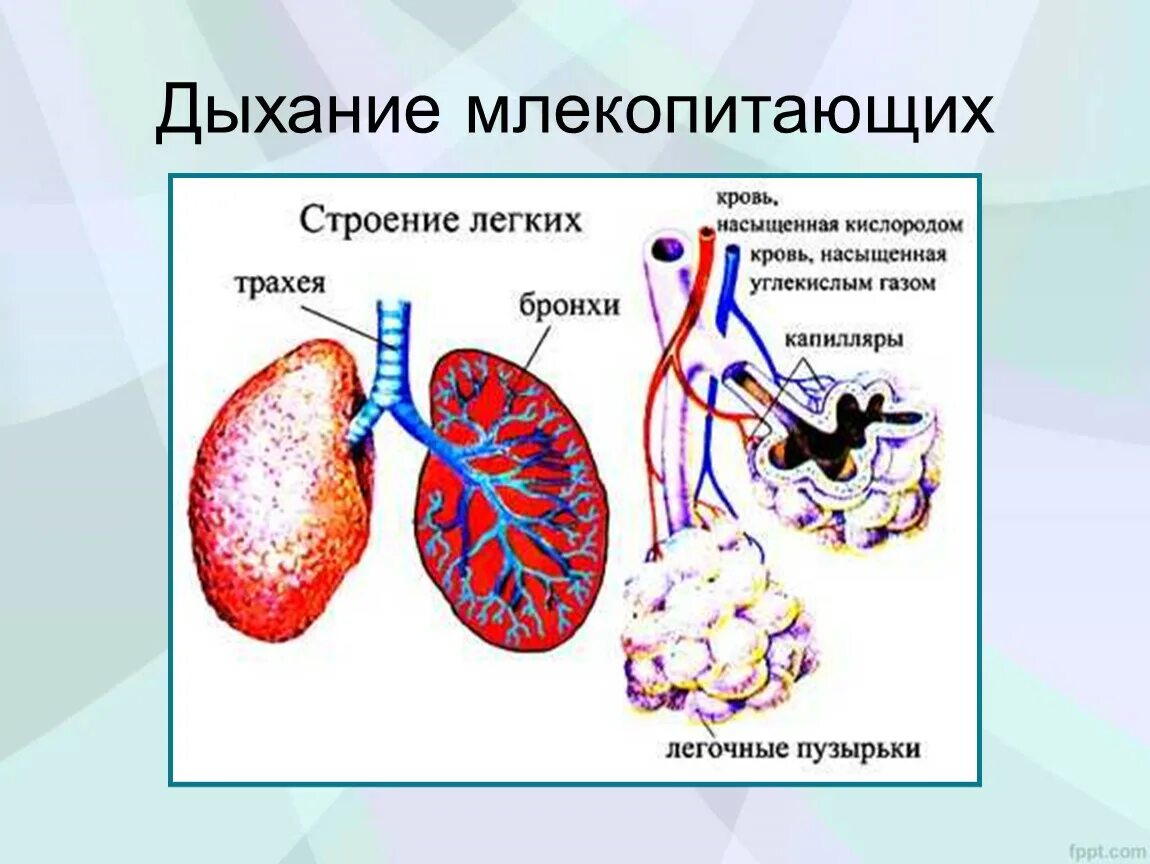 В легкие млекопитающих поступает кровь. Органы дыхательной системы млекопитающих. Система органов дыхания млекопитающих органы дыхания млекопитающих. Система органов дыхания млекопитающих 7 класс. Дыхательная система млекопитающих 7 класс схема.