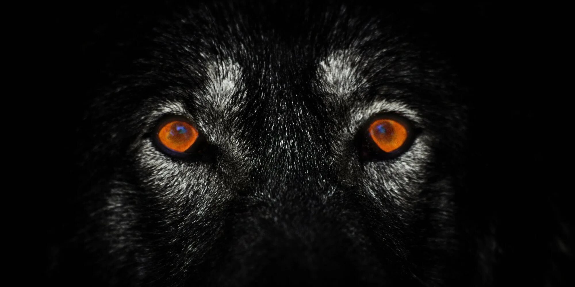 Глаза волка ночью. Глаз волка. Волчий взгляд. Черный волк. Черный волк морда.