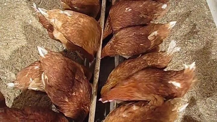 Как определить возраст курочки. Возраст кур несушек по гребешку. возраст курицы по гребешку. возраст курицы несушки. старая курица.