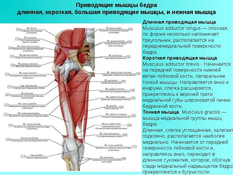 Бедра где находится. Длинная приводящая мышца (m. adductor longus). короткая приводящая мышца бедра анатомия. большая приводящая мышца (m. adductor magnus). длинная приводящая мышца бедра крепление.