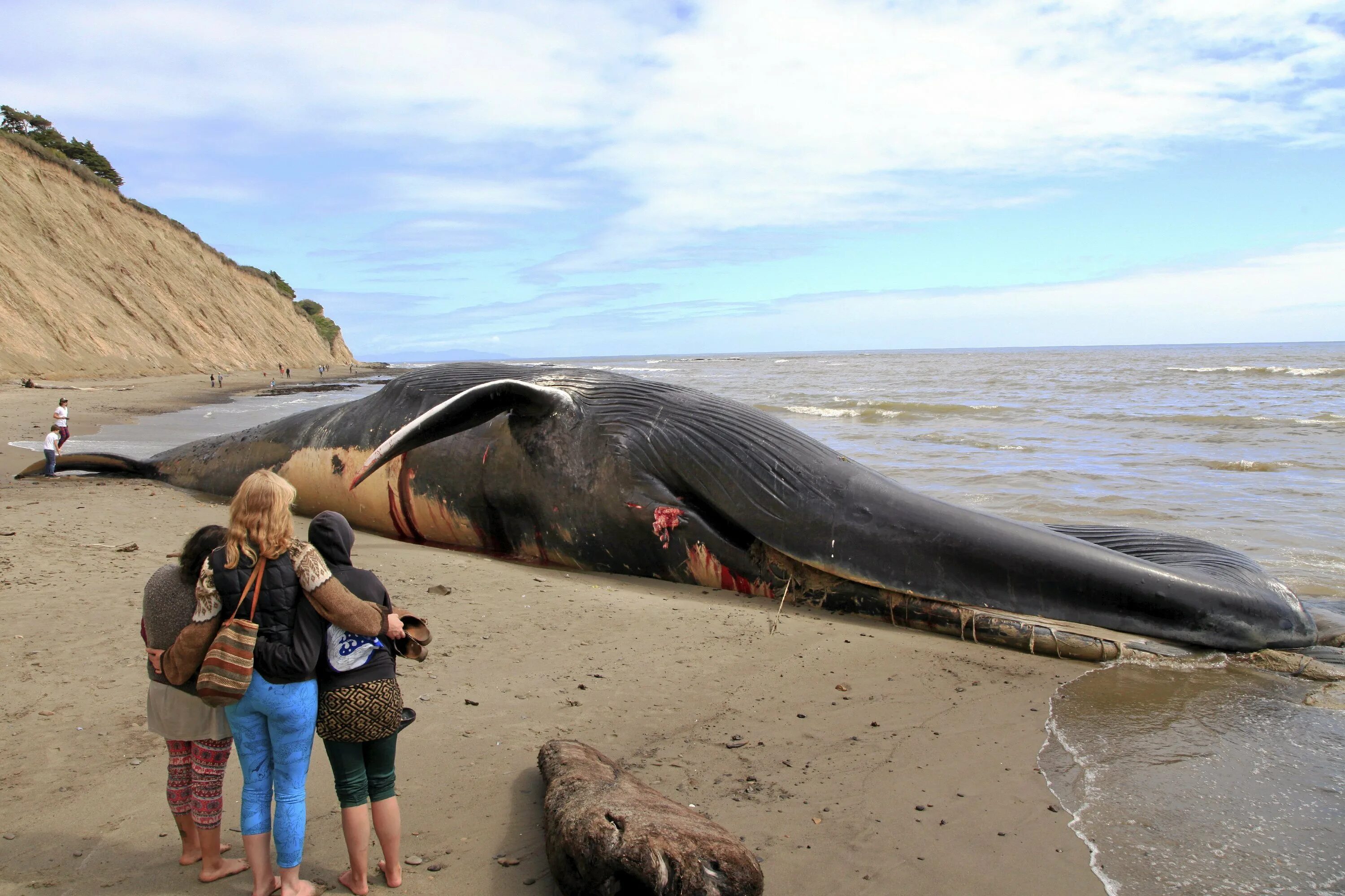 Исполинский кит. Синий кит 33 метра. Голубой кит Balaenoptera musculus. Голубой кит 33 метра. Масса синего кита достигает