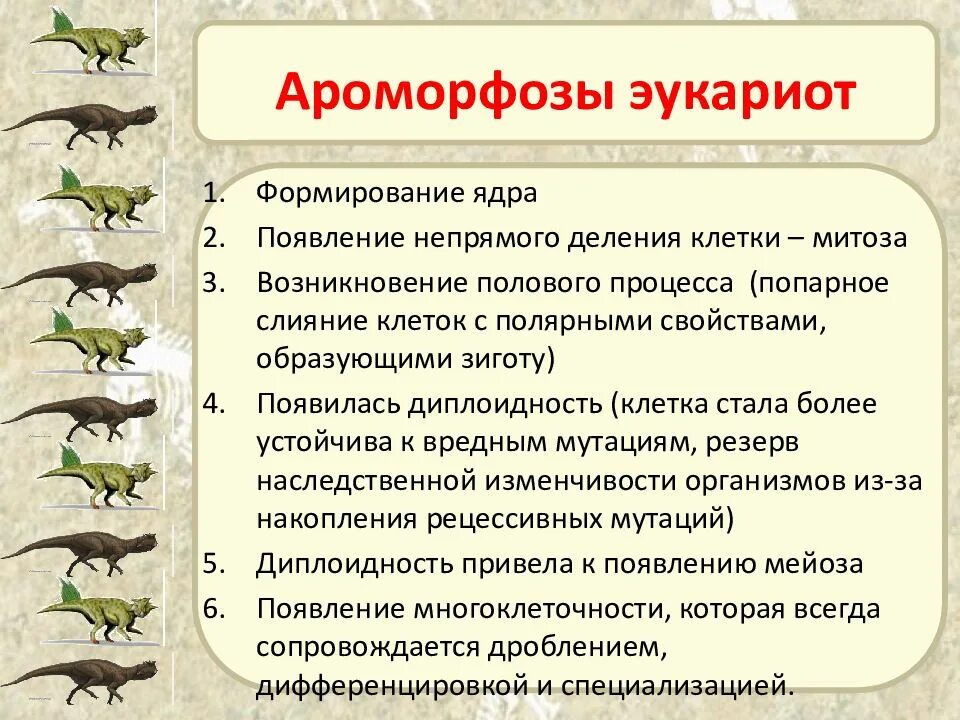 Как располагаются группы животных. Ароморфозы одноклеточных эукариотических клеток. Ароморфозы клетки эукариотической клетки. Ароморфозы одноклеточных животных. Формирование ароморфозов в эволюции животных.