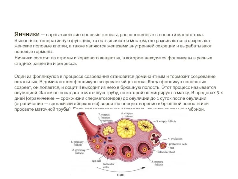 Как называют женскую половую железу. Яичники расположение строение функции. Яичник строение анатомия расположение. Яичники у женщин. Расположение яичников у женщин.