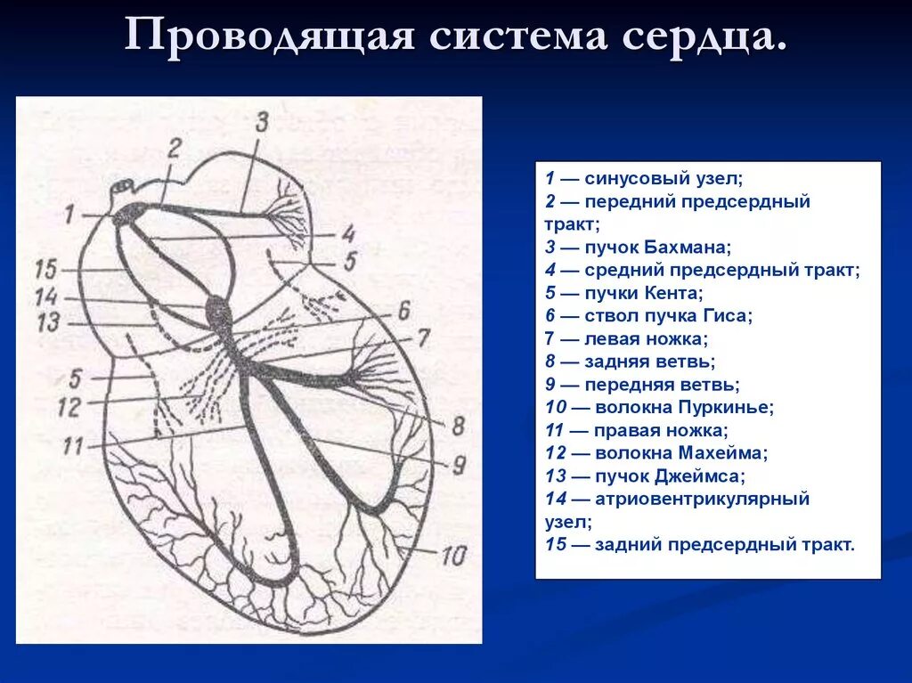 Пучок пуркинье. Проводящая система сердца схема. Строение проводящей системы сердца. Физиология проводящей системы сердца. Хема проводящей системы сердца.