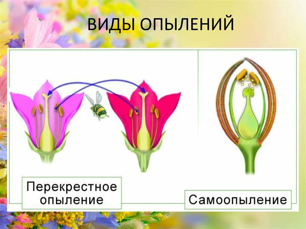 Какие способы опыления. Типы опыления растений. Самоопыление и перекрестное опыление. Схема самоопыления и перекрестного опыления. Самоопыление растений.