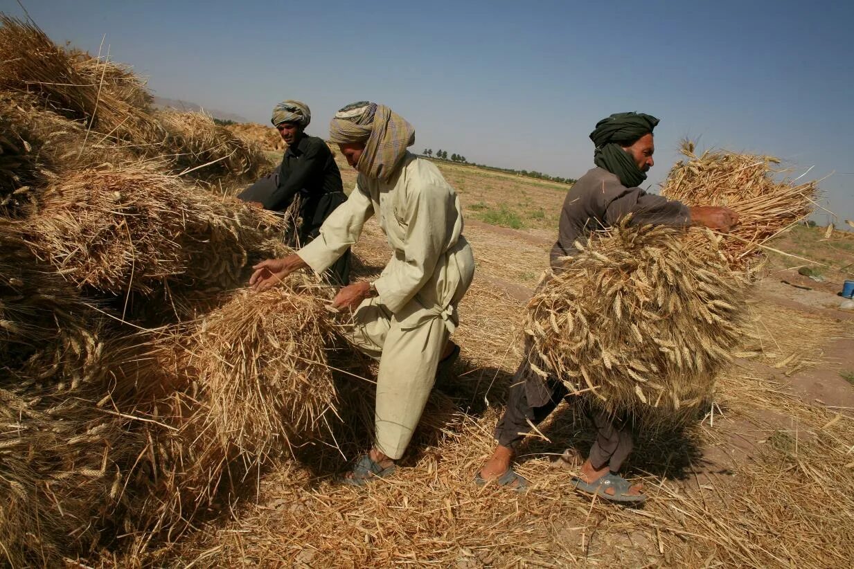 Пшеница в эфиопии. Сельское хозяйство египта. Сельское хозяйство египта. Пшеница в эфиопии. Египет поля пшеницы.