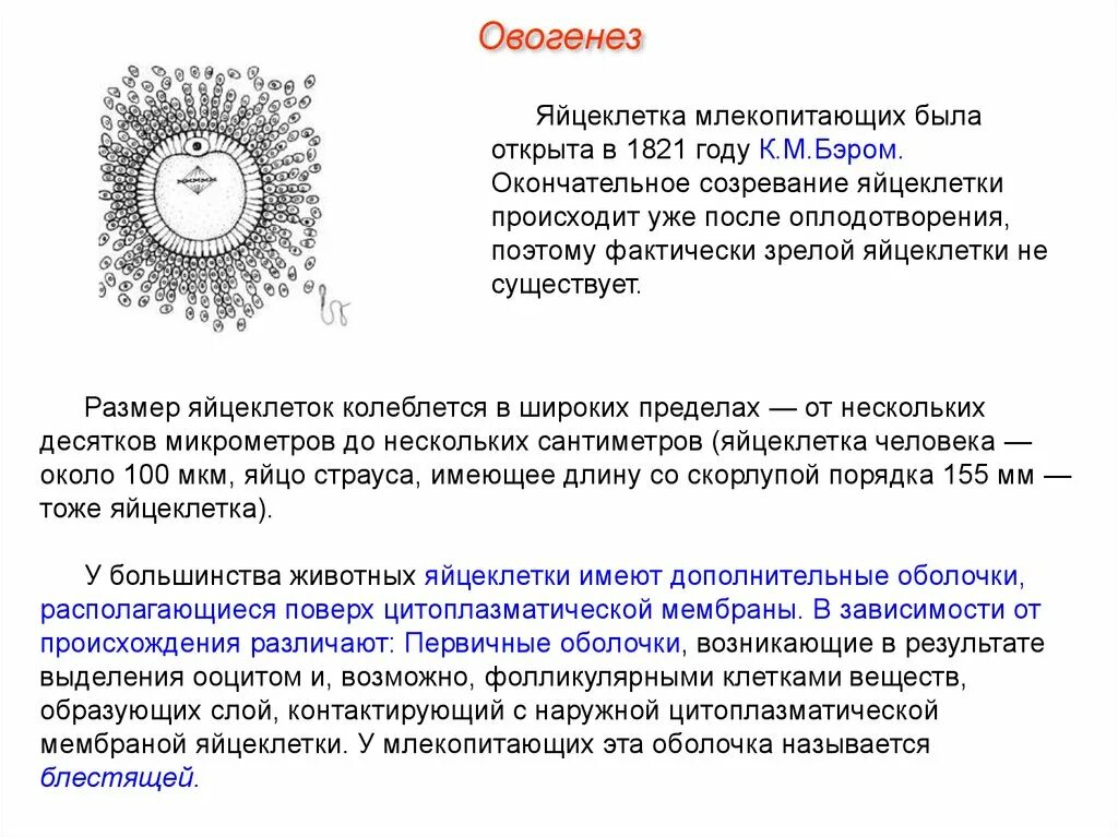 Размер яйцеклетки рыбы. Схема строения яйцеклетки. Охарактеризуйте строение яйцеклетки. Строение яйцеклетки человека схема. Особенности строения яйцеклетки млекопитающих.