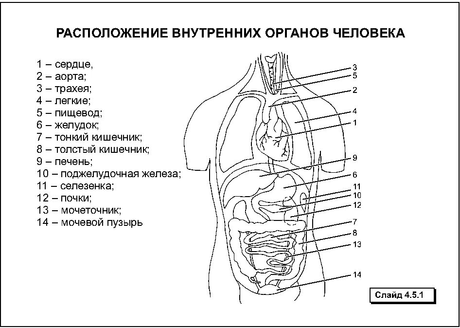 Какие железы расположены в брюшной полости. Строение человека внутренние органы спереди. Органы человека расположение в картинках сбоку. Расположение органов у человека спереди.