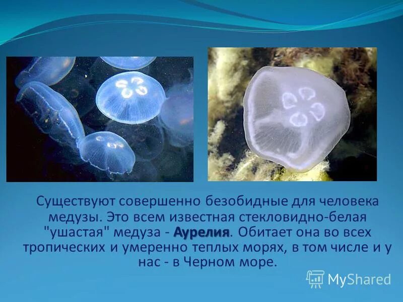 Совершенный бог. Условия существования конкуренции. Существование совершенно. Медуза аурелия тип класс отряд. Совершенная конкуренция понятие.