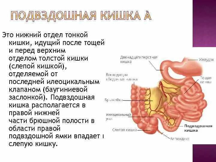 Подвздошная кишка анатомия. Нижний отдел тонкого кишечника. Верхний отдел тонкого кишечника. Илеоцекальный клапан баугиниева заслонка.