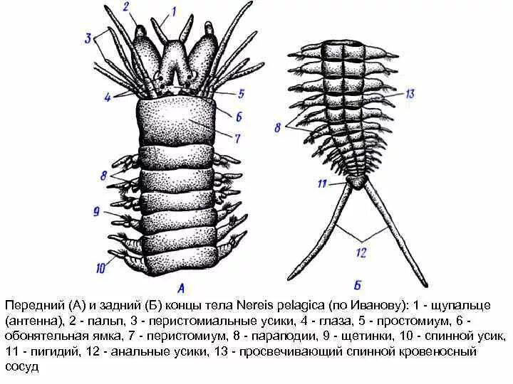 Передний и задний конец червя. Нереиды черви строение. Червь нереис строение. Строение параподии полихеты. Многощетинковый червь нереис строение.
