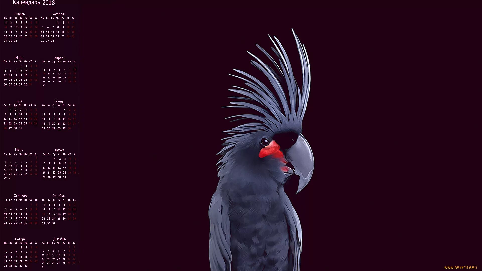 Попугай Какаду. Черный попугай. Попугай на черном фоне. Черный Какаду. Попугаи в темноте