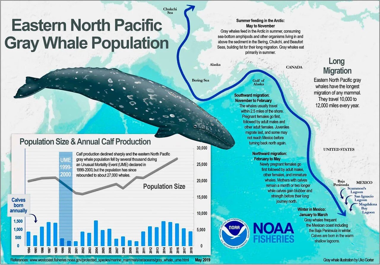 3 000 miles. Gray Whale Migration. Серый кит в Арктике. Киты определитель. Whales на карте.