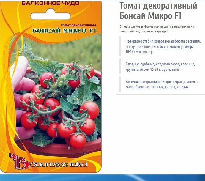 сорт балконное чудо отзывы. томат вишневидный балконное чудо. томат вишневидный балконное чудо. сорт помидор балконное чудо. сорт балконное чудо отзывы.