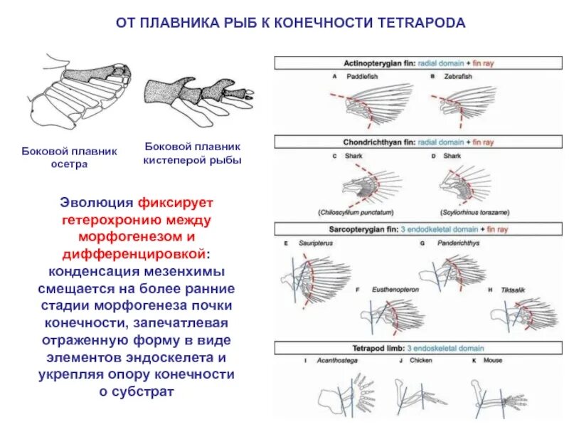 Появление в процессе эволюции пятипалых конечностей. Эволюция плавников рыб. Эволюция конечностей у рыб. Конечности рыбы плавники. Плавник преобразование конечностей.