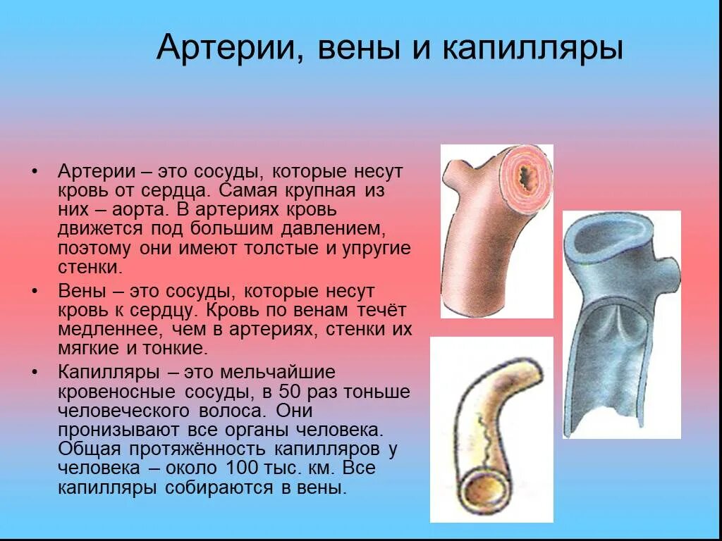 Чем характеризуются сосуды. Сосуды артерии вены каппиляр. Кровеносные сосуды артерии вены капилляры.