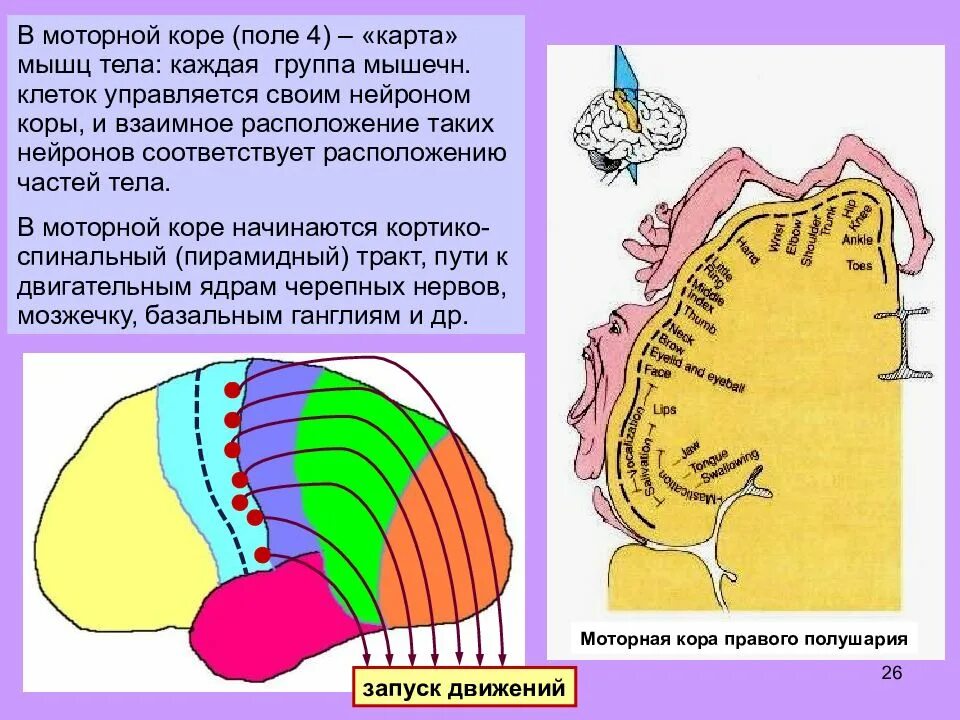 Двигательная область коры головного мозга. Двигательная зона коры головного мозга расположена в.