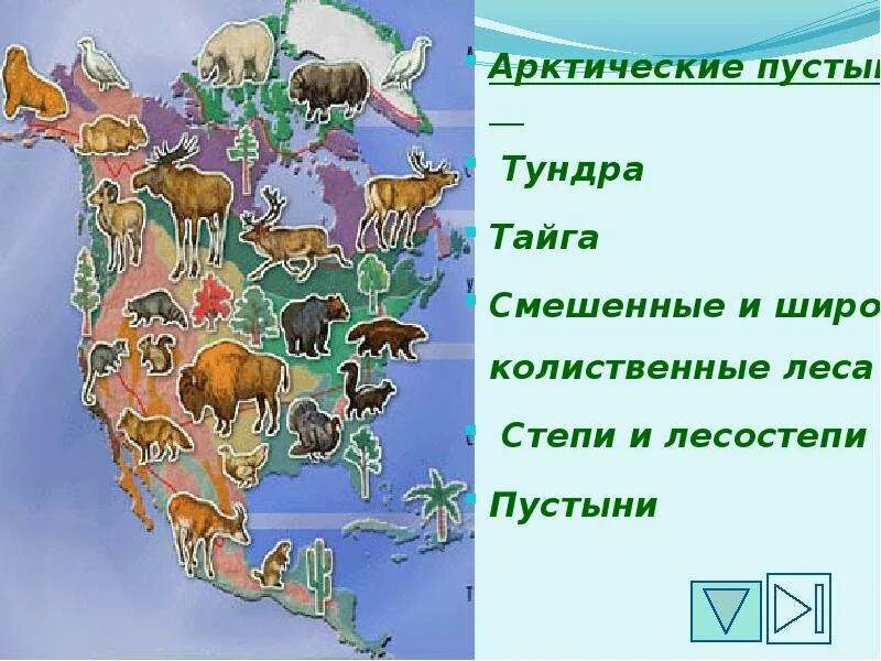 Перечислите природные зоны северной америки. Природные зоны Северной Америки. Карта природных зон Северной Америки. Природные зоны Северной Америки растения. Природные зоны Северной ам.