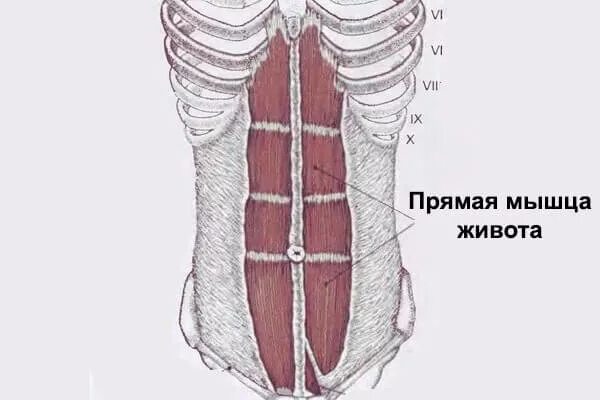Прямая мышца находится. Прямая мышца живота анатомия функции. топография мышц живота. прикрепление прямой мышцы живота. места крепления прямой мышцы живота.