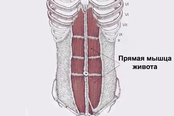 Передняя прямая мышца живота. Топография мышц живота. Прямые мышцы живота анатомия. Прямая мышца живота строение функции. Прямая мышца живота анатомия.