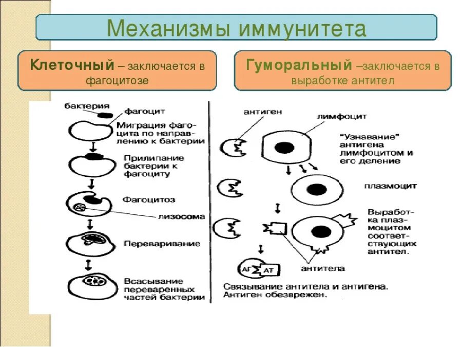 Клеточный иммунитет и гуморальный иммунитет схема. Гуморальный образование антител схема. Механизм клеточного иммунитета схема. Механизмы клеточного и гуморального иммунного ответа. Развитие ковид