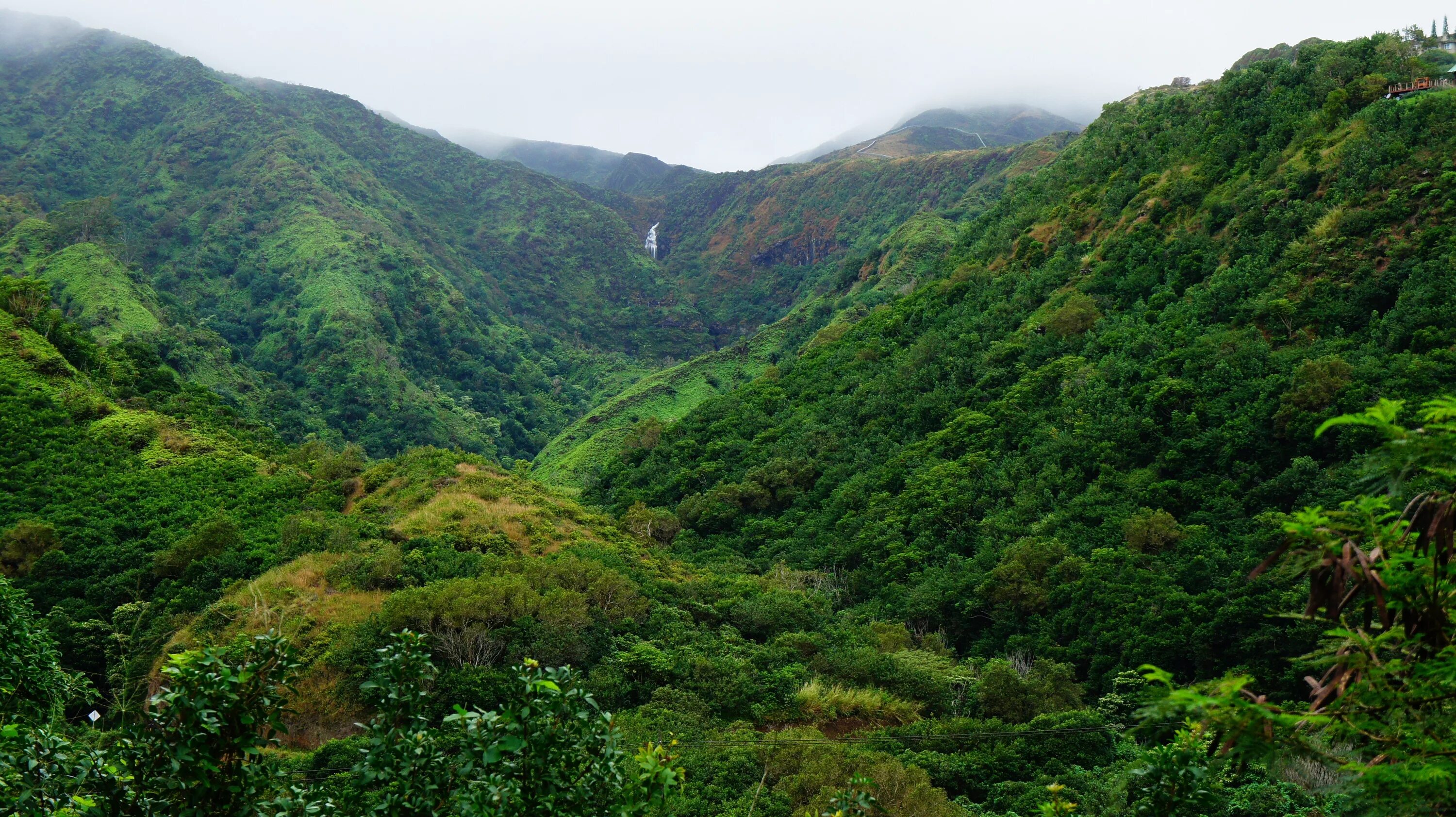 Влажный холм. Тропические леса на Гавайях. Тропикал Рейнфорест. Тропические горные вечнозелёные леса. ⠀вечнозелёные Гавайи.