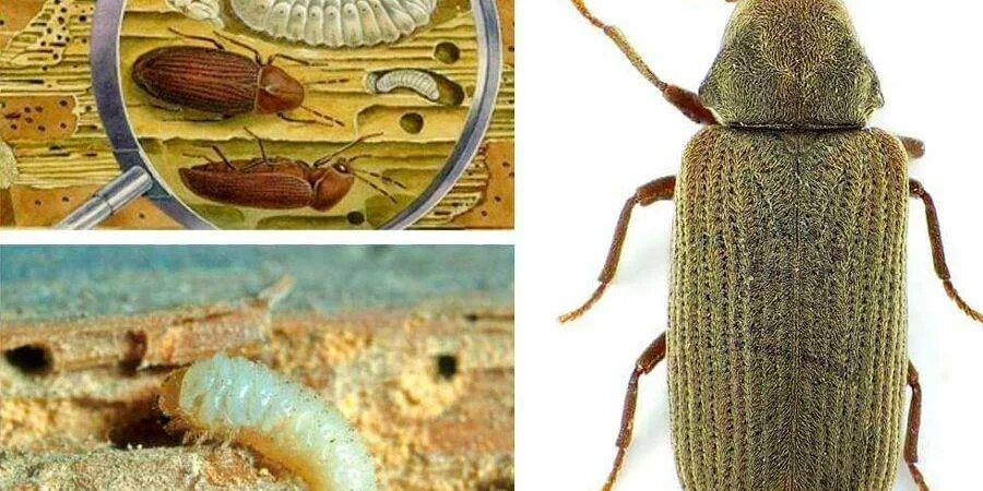 Средство от жучков на кухне