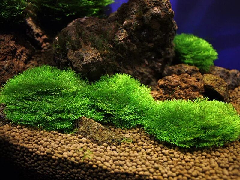 риччия (riccia fluitans). мох риччия. риччия амано. водоросли риччия. плавающие мхи.