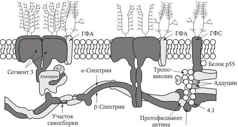 Плазмолемма эритроцита. Строение плазмолеммы эритроцита. Белки плазмолеммы эритроцита. Спектрин и анкирин. Белок спектрин.