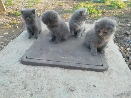 Котята в добрые в армавире