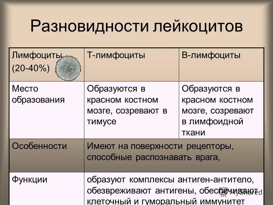 функции т4 лимфоцитов. т лимфоциты. лимфоцит. б лимфоциты b1. т лимфоциты.