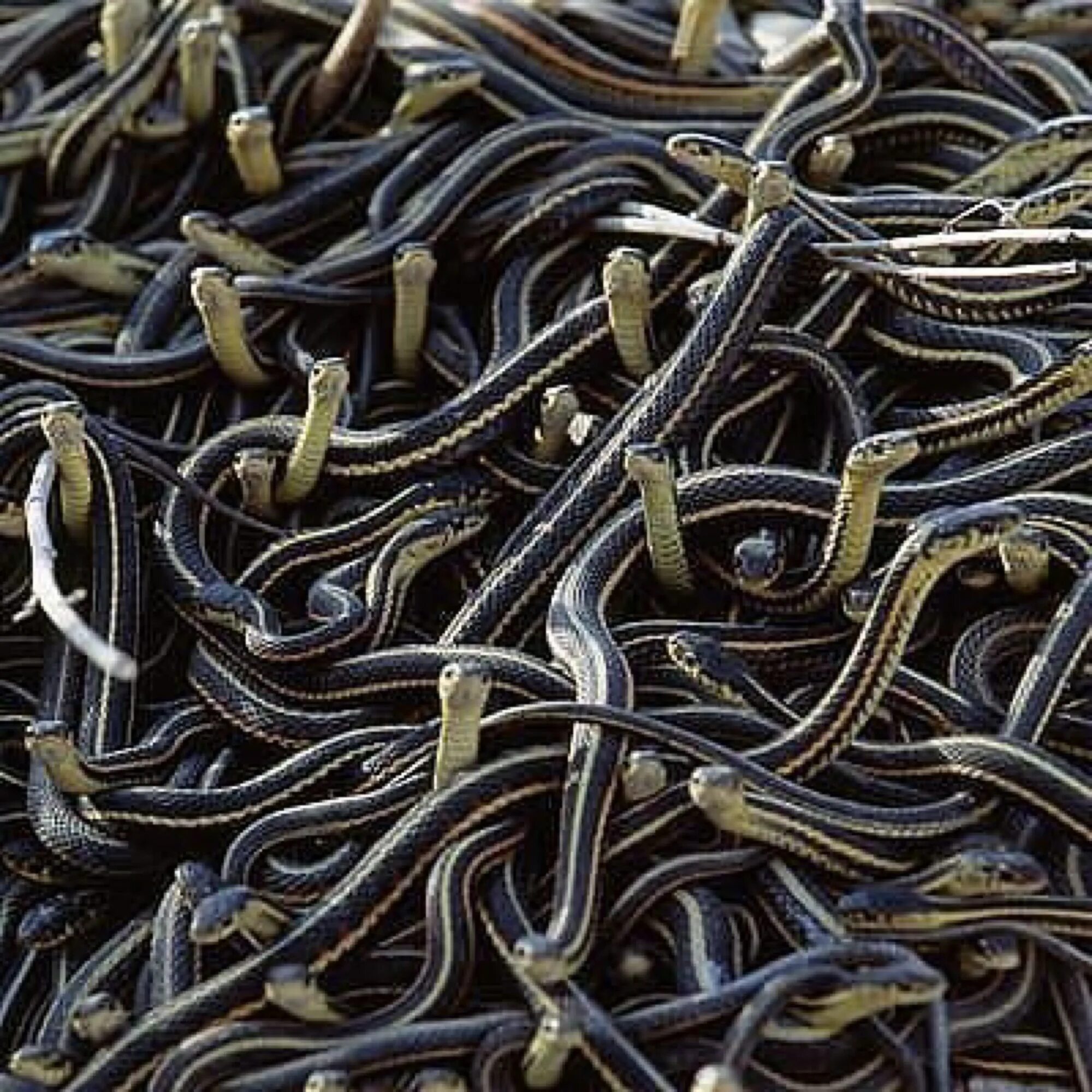 какой женский коллектив. змеиный клубок дружный женский коллектив. женский коллектив змеи прикол. женский коллектив прикол. какой женский коллектив.