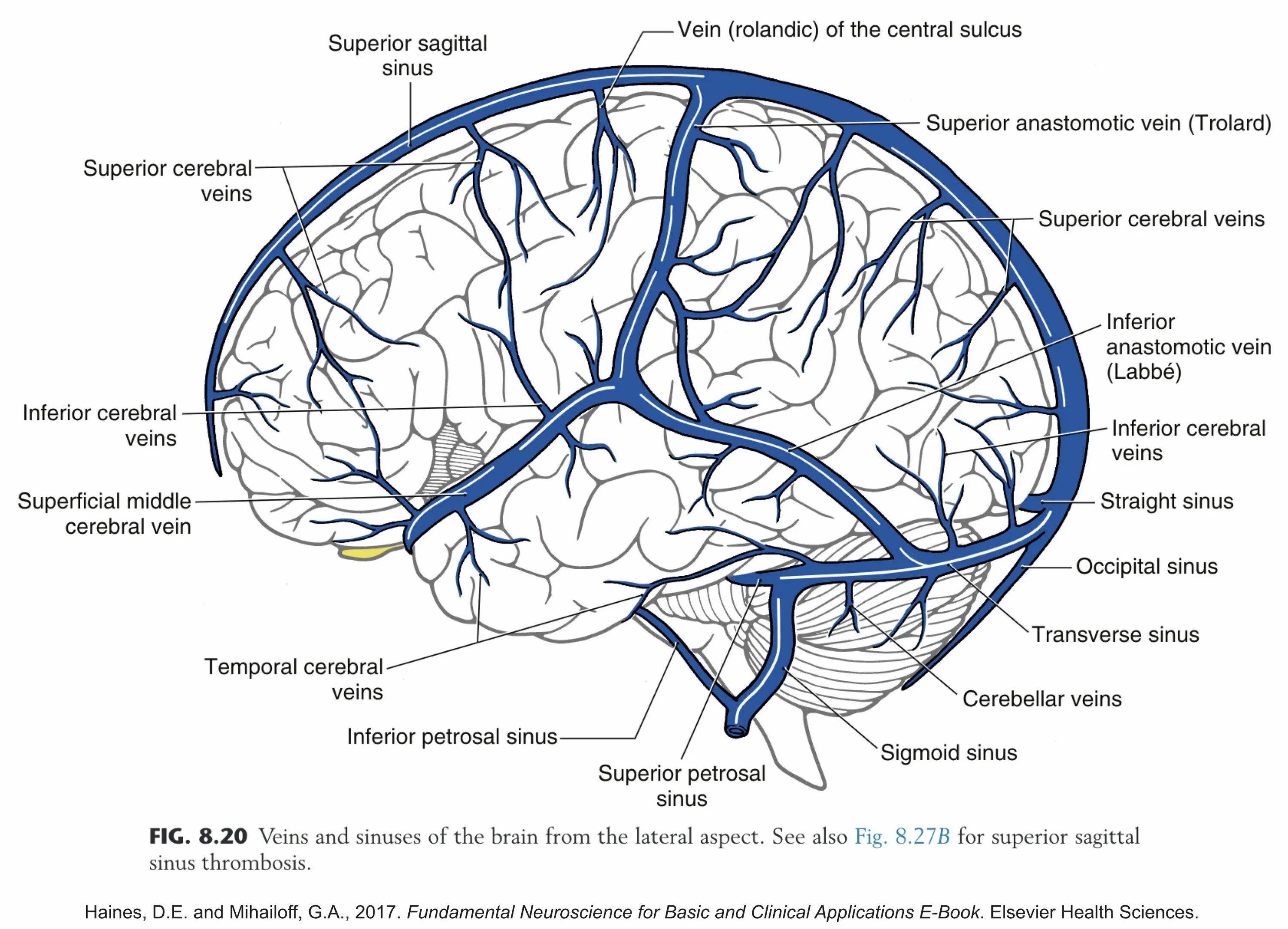 Отток головного мозга. Венозная система головного мозга схема. Поверхностные мозговые вены анатомия. Венозные синусы твердой мозговой оболочки. Система венозных синусов головного мозга.