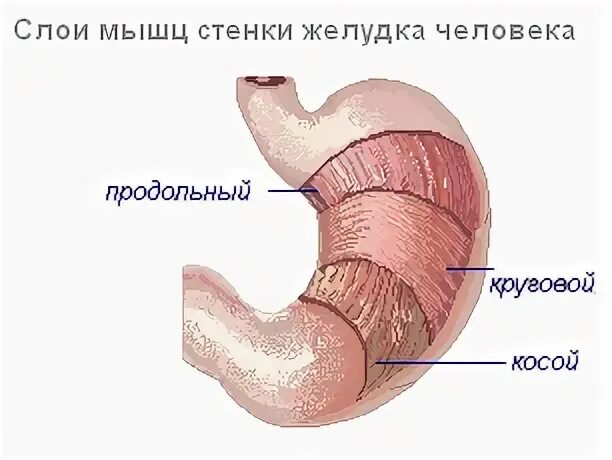 Анатомия желудка и двенадцатиперстной кишки. Мышечные стенки желудка. Мышечная оболочка желудка. Из чего состоит наружная оболочка желудка. Слои мышечной оболочки желудка.