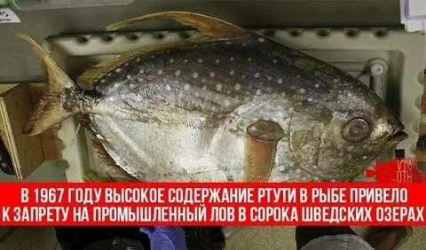 Ртуть в рыбе