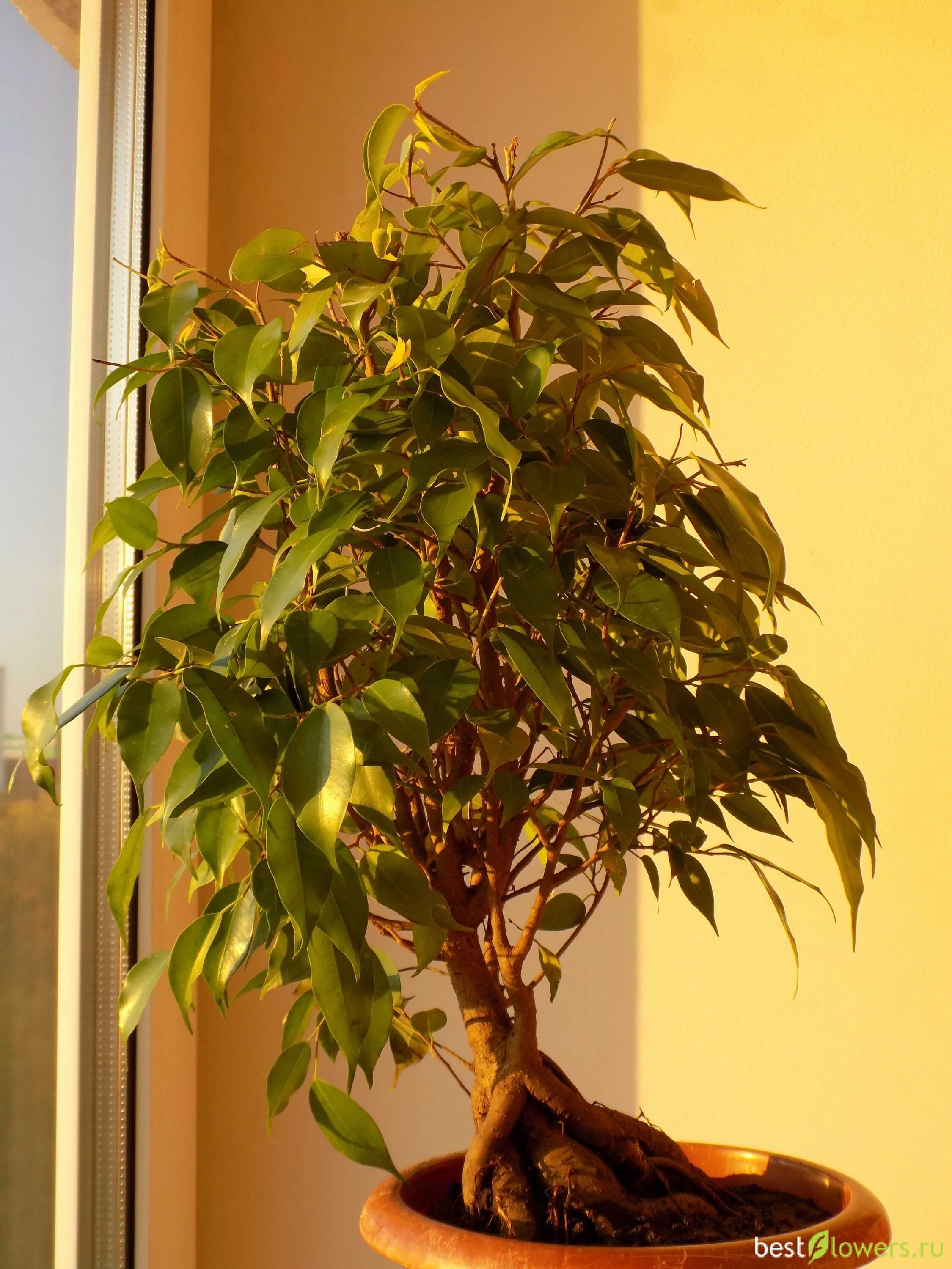 Фикус Формозана. Фикус гиббоза. Фикус вишневидный ( Ficus cerasiformis ). Берд Деви фикус. Разные фикусы