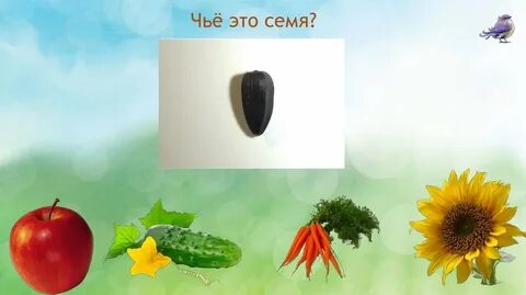 Плоды семена овощи