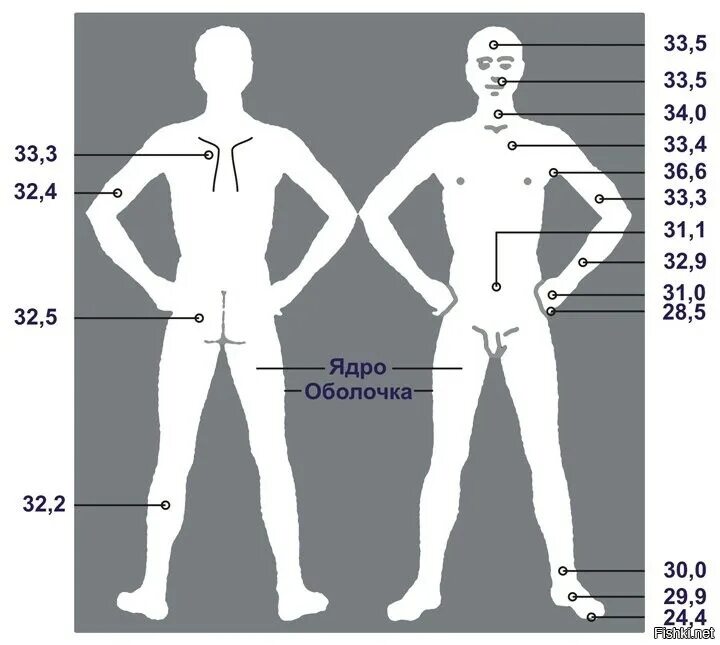 Температура в различных частях тела. Температурная схема тела. Температура различных частей тела человека. Температура на различных участках тела.