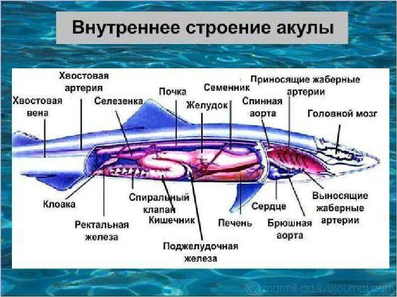 Внутреннее строение хрящевых. Класс хрящевые рыбы внешнее строение. Пищеварительная система хрящевых рыб. Внутреннее строение хрящевых рыб. Класс хрящевые рыбы строение.