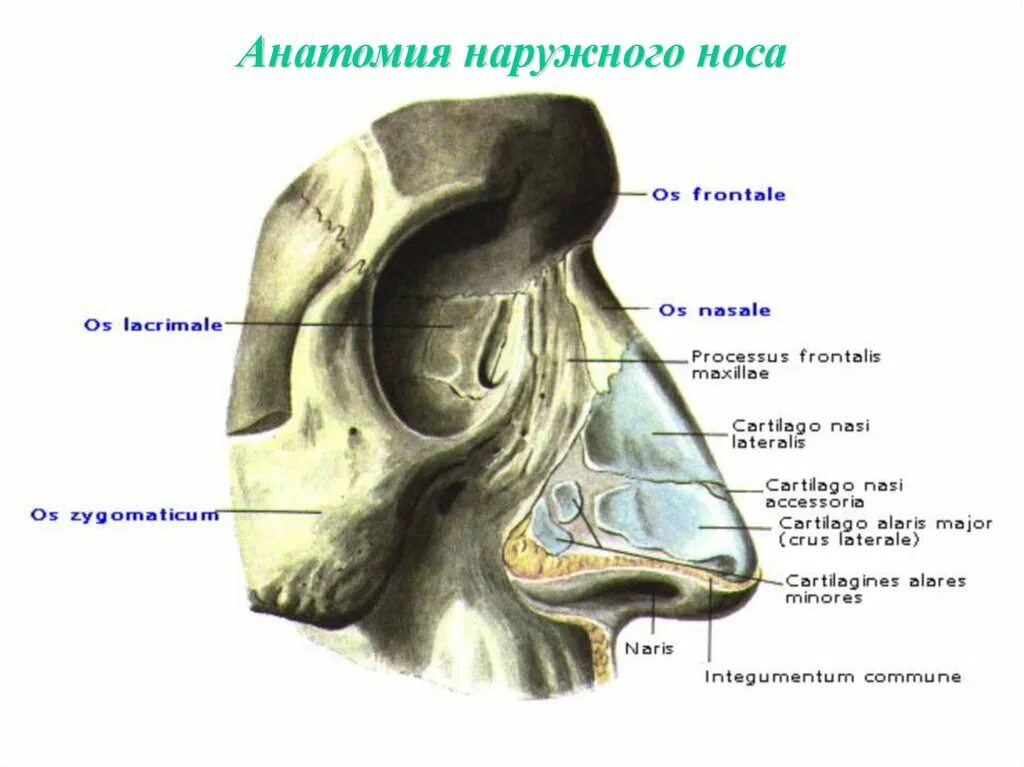 Наружный нос анатомия Синельников. Кости и хрящи носа анатомия. Добавочные носовые хрящи анатомия. Щитовидный хрящ латеральный хрящ носа. Нос в другую сторону