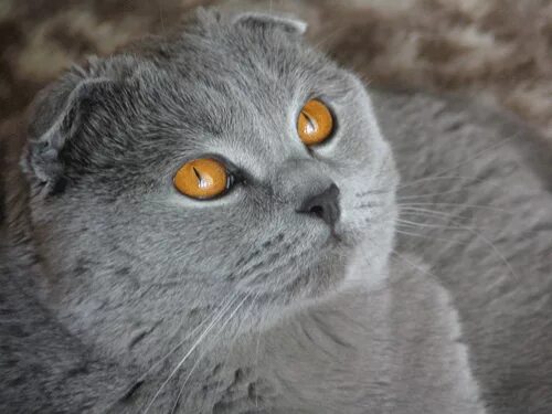 Вислоухая кошка с желтыми глазами. Шотландская вислоухая кошка серая с желтыми глазами. шотландский вислоухий кот серый янтарные глаза. вислоухий кот с желтыми глазами. шотландская вислоухая с янтарными глазами.
